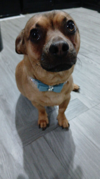 Beautiful jack russell for stud