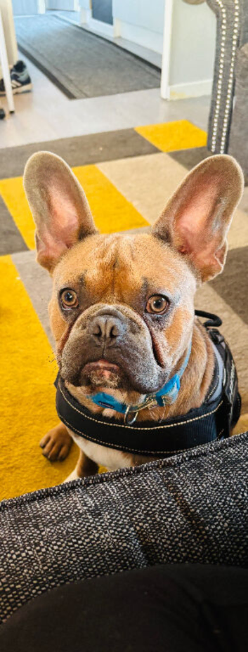 Beautiful male frenchie 1 year old