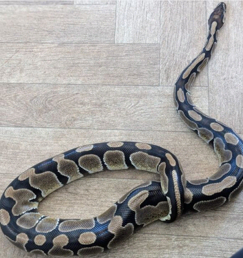 Royal Python with enclosure included