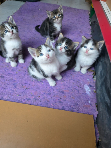 5 kittens