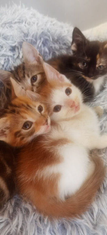 Gorgeous Ginger and Tabby kittens READY NOW