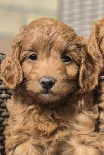 READY..Miniature Red Goldendoodle dna clear