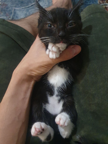 Kitten