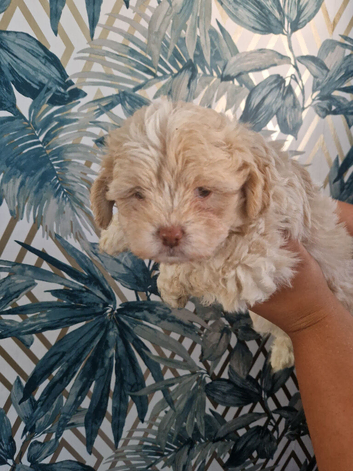 Gorgeous shihpoo puppies for sale