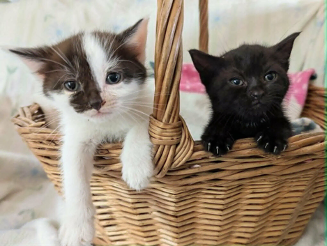 Pretty kittens, flead/wormed/litter trained/socialised/ happy and health  From &pound;80