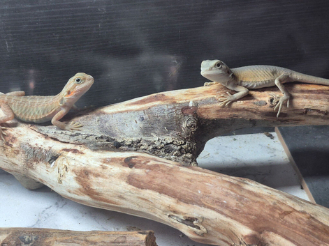 Baby bearded dragons