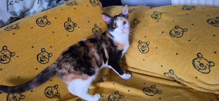 Female 8 months old
