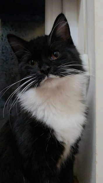 Tuxedo Female Cat fir Sale