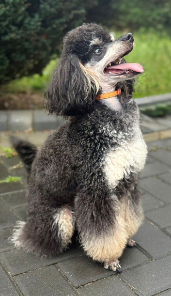 Ozzie available for stud