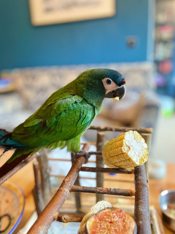DNA tested female Illigers Macaw 5 years old