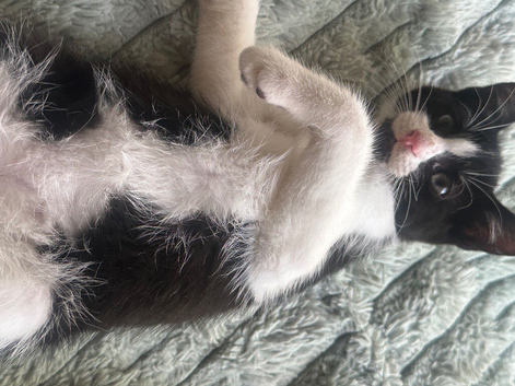 6 Beautiful Black Kittens Ready For Their Forever Homes