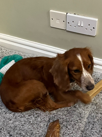 Working Cocker Spaniel female