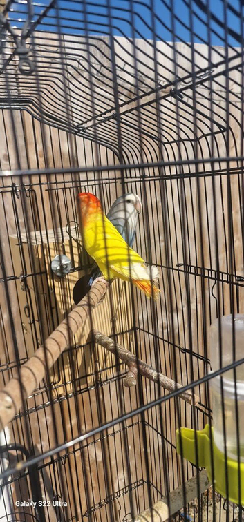 Lovebird