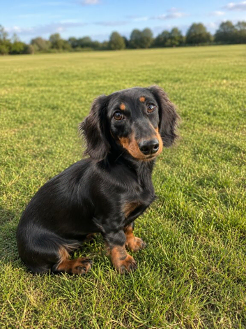 Gorgeous Mini Dachshund