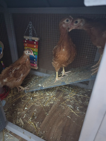 Chicken now sold