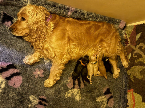 Male cocker spaniel