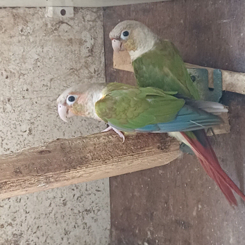 Pair of conures