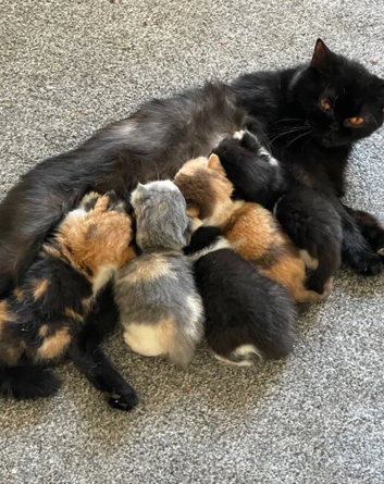 Lilac tortie girl and black and white bicolour boy