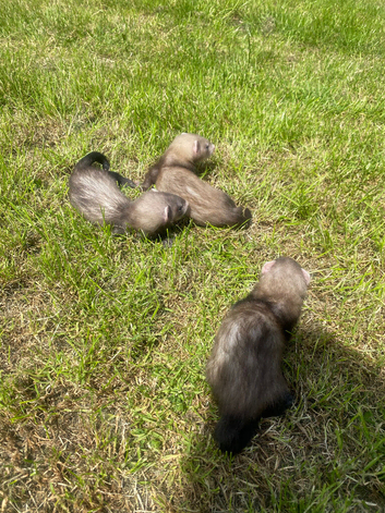 3 ferrets for sale
