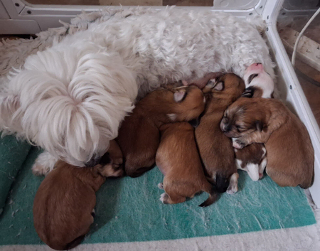 Maltese cross Yorkshire terrier
