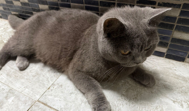 British shorthair kittens 10 weeks