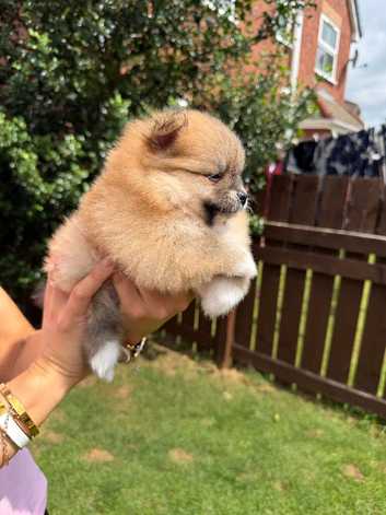 KC ORANGE SABLE POMERANIAN GIRL