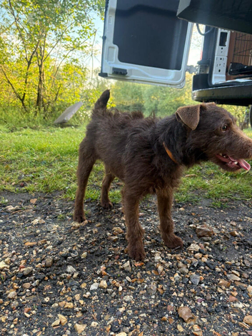 Male patterdale