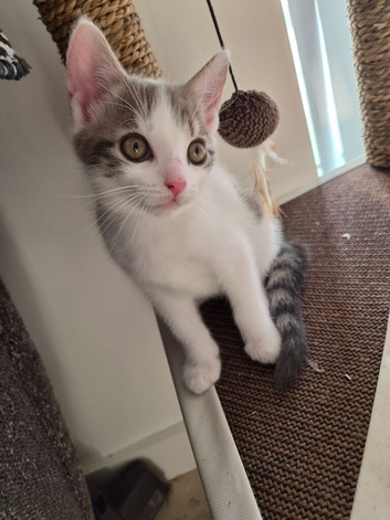 6 Month Kitten