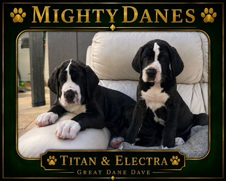 great dane puppies