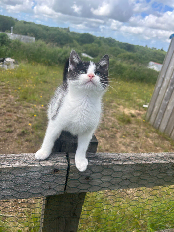 !TWO LEFT! 5 kittens for sale ready now