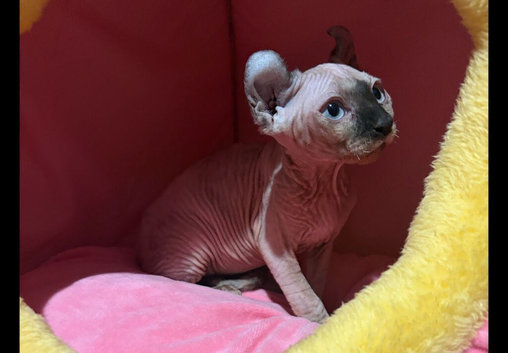 Beautiful female  Sphynx kitten looking for forever home