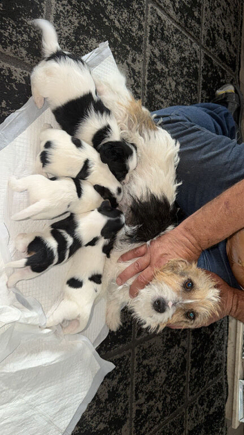 Jack Russell