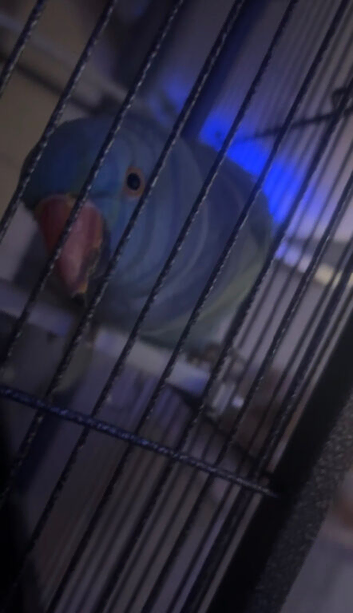 Indian ringneck
