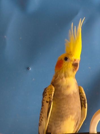 For sale cockatiel
