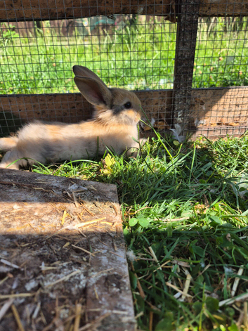 baby bunnies