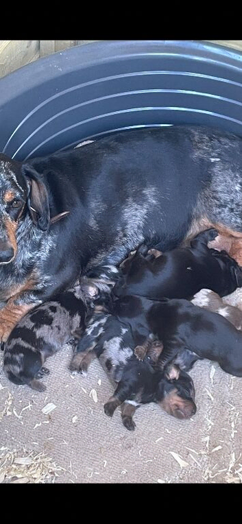 1 dachshund puppy