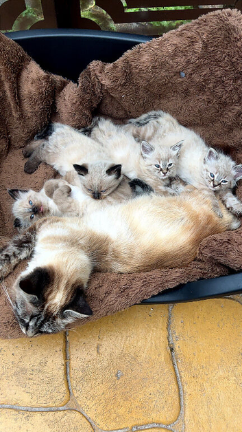 The "Heart-Melter" Stunning Ragdoll Kittens in Sutton Coldfield