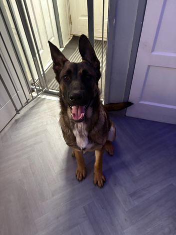 Beautiful Belgian shepherd girl