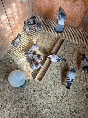 Racıng pıgeon for sale