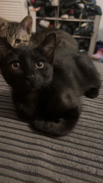 3 female kittens