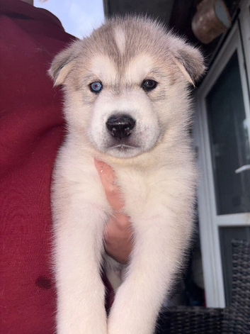 Siberian husky/Malamute puppies