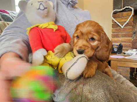 COCKER  SPANIEL PUPPIES    [KC REG]