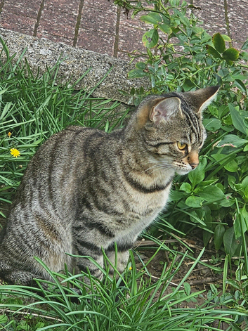 Lovely femail kitten