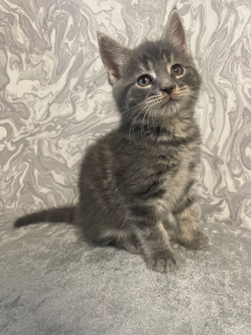 Grey Tabby Girl Maine Coon /Ragdoll x