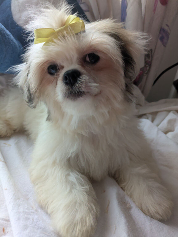 Lhasa apso boys and girls puppies