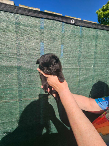 Two boys black ready for homes NOW