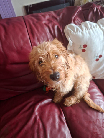 cocker spaniel ( TRUFFLES )