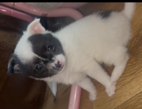 Chihuahua x girl