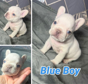 French bulldog puppies