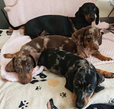 Harlequin Dachshund Puppies